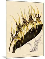 Brassia Antherotes-John Nugent Fitch-Mounted Giclee Print