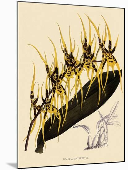 Brassia Antherotes-John Nugent Fitch-Mounted Giclee Print