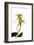 Brassia Eternal Wind-Fabio Petroni-Framed Photographic Print