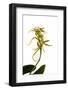 Brassia Eternal Wind-Fabio Petroni-Framed Photographic Print