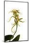 Brassia Eternal Wind-Fabio Petroni-Mounted Photographic Print