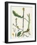 Brassica Adpressa Hoary Mustard-null-Framed Giclee Print