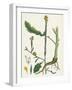Brassica Adpressa Hoary Mustard-null-Framed Giclee Print
