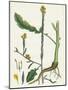 Brassica Adpressa Hoary Mustard-null-Mounted Giclee Print