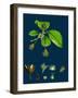 Brassica Alba; White Mustard-null-Framed Giclee Print