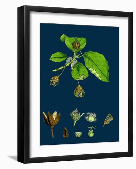Brassica Alba; White Mustard-null-Framed Giclee Print