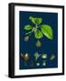 Brassica Alba; White Mustard-null-Framed Giclee Print