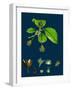 Brassica Alba; White Mustard-null-Framed Giclee Print