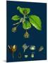 Brassica Alba; White Mustard-null-Mounted Giclee Print