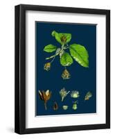Brassica Alba; White Mustard-null-Framed Premium Giclee Print