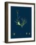 Brassica Cheiranthus; Tall Wallflower-Cabbage-null-Framed Giclee Print