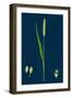 Brassica Muralis; Common Sand Rocket-null-Framed Giclee Print