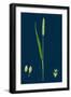 Brassica Muralis; Common Sand Rocket-null-Framed Giclee Print