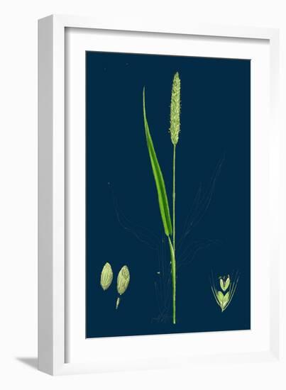 Brassica Muralis; Common Sand Rocket-null-Framed Giclee Print