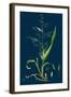Brassica Napus; Rape-null-Framed Giclee Print
