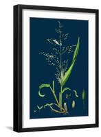 Brassica Napus; Rape-null-Framed Giclee Print