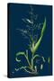 Brassica Napus; Rape-null-Stretched Canvas