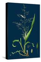 Brassica Napus; Rape-null-Stretched Canvas