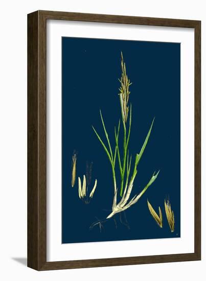 Brassica Rapa; Common Turnip-null-Framed Giclee Print