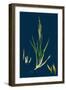 Brassica Rapa; Common Turnip-null-Framed Giclee Print