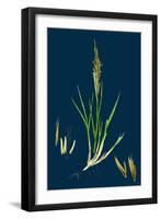 Brassica Rapa; Common Turnip-null-Framed Giclee Print