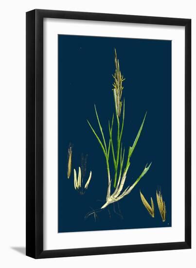 Brassica Rapa; Common Turnip-null-Framed Giclee Print