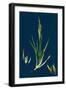 Brassica Rapa; Common Turnip-null-Framed Giclee Print