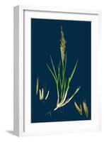 Brassica Rapa; Common Turnip-null-Framed Giclee Print