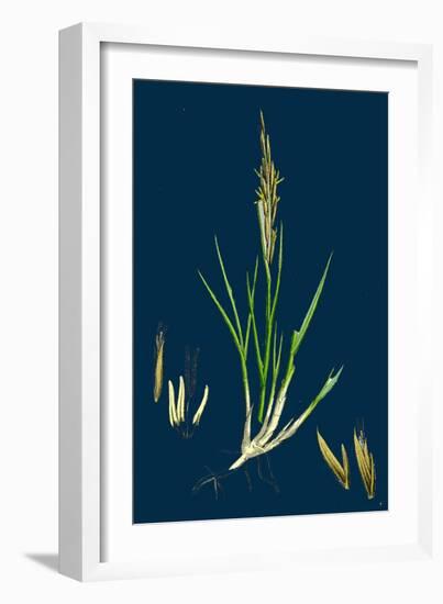 Brassica Rapa; Common Turnip-null-Framed Giclee Print