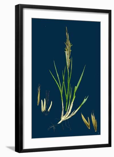 Brassica Rapa; Common Turnip-null-Framed Giclee Print