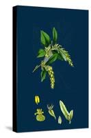 Brassica Sinapistrum; Wild Mustard-null-Stretched Canvas