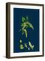 Brassica Sinapistrum; Wild Mustard-null-Framed Giclee Print