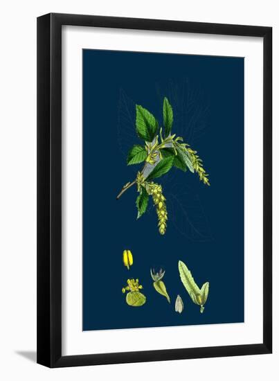 Brassica Sinapistrum; Wild Mustard-null-Framed Giclee Print