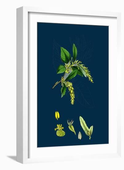 Brassica Sinapistrum; Wild Mustard-null-Framed Giclee Print