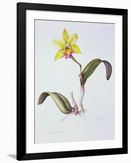 Brassolaeliocattleya Greenwich, Elmhurst (W/C on Paper)-Margaret Ann Eden-Framed Giclee Print