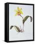 Brassolaeliocattleya Greenwich, Elmhurst (W/C on Paper)-Margaret Ann Eden-Framed Stretched Canvas