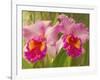 Brassolaeliocattleya Pink Diamond Orchid in the Orchid House at Royal Botanic Gardens, Peradeniya, -Rob Francis-Framed Photographic Print