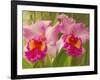 Brassolaeliocattleya Pink Diamond Orchid in the Orchid House at Royal Botanic Gardens, Peradeniya, -Rob Francis-Framed Photographic Print