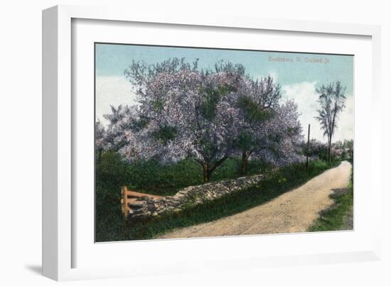 Brattleboro, Vermont, View of Orchard Street with Blossoming Trees-Lantern Press-Framed Art Print