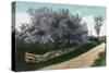 Brattleboro, Vermont, View of Orchard Street with Blossoming Trees-Lantern Press-Stretched Canvas