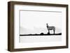 Brave One-Husain Alfraid-Framed Photographic Print