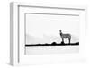 Brave One-Husain Alfraid-Framed Photographic Print