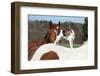 Brave Parson Russell Terrier Standing on Horse Back-Zuzule-Framed Photographic Print