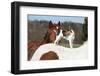 Brave Parson Russell Terrier Standing on Horse Back-Zuzule-Framed Photographic Print
