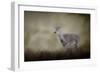 Bravery-Jai Johnson-Framed Giclee Print