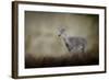 Bravery-Jai Johnson-Framed Giclee Print