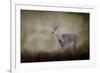 Bravery-Jai Johnson-Framed Giclee Print