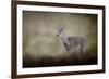 Bravery-Jai Johnson-Framed Giclee Print