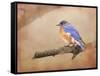 Braving Autumn Bluebird-Jai Johnson-Framed Stretched Canvas