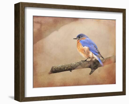 Braving Autumn Bluebird-Jai Johnson-Framed Giclee Print